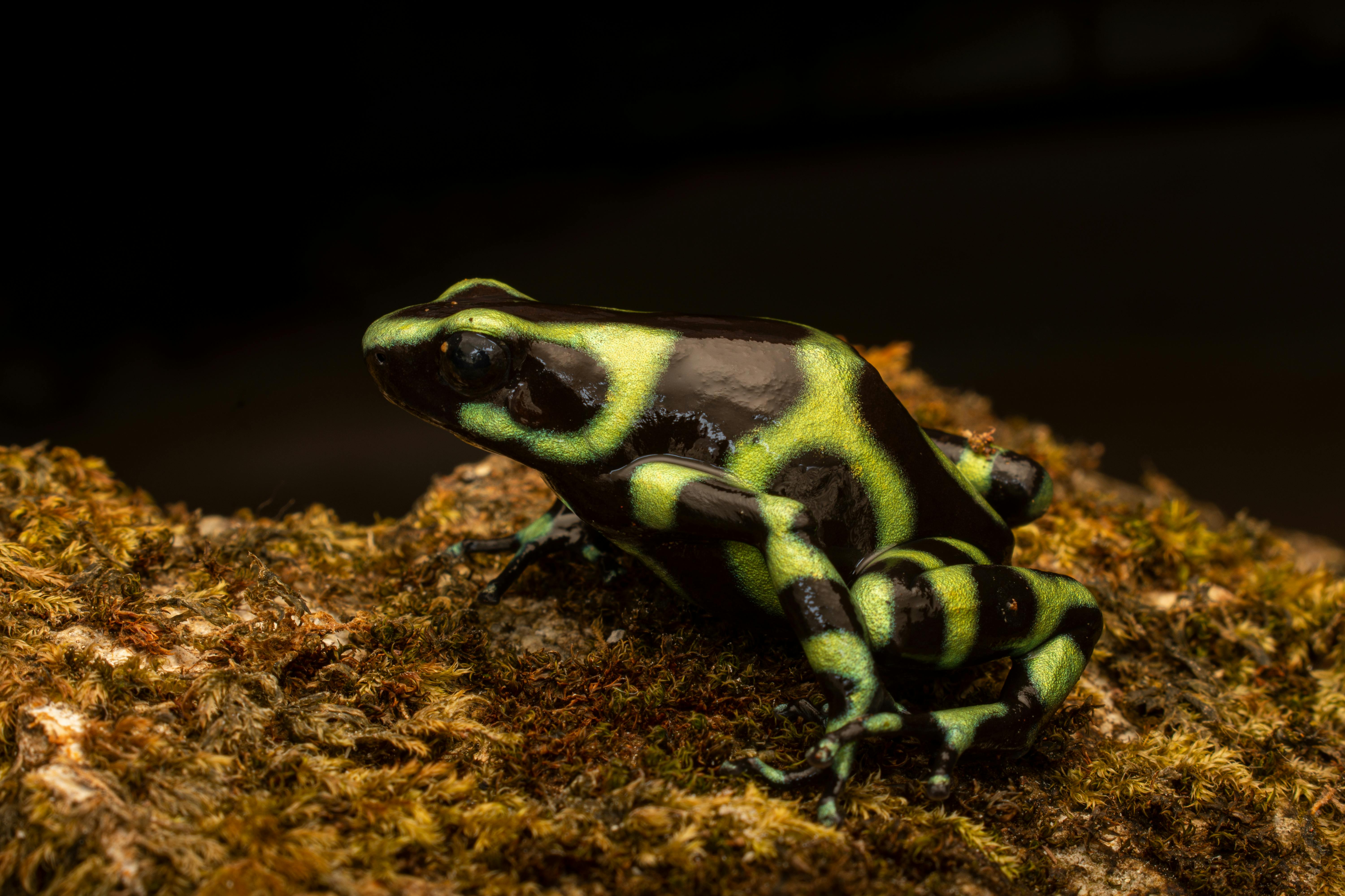 Rana Flecha Verde